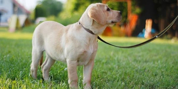 Board and train outlet puppy near me